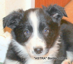 Black and white rough  coated female border collie puppy